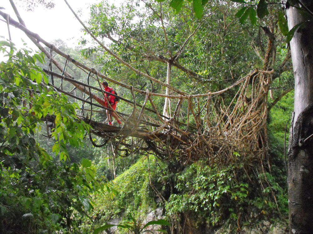 Baduy-Living-Tree-Roots-Bridge