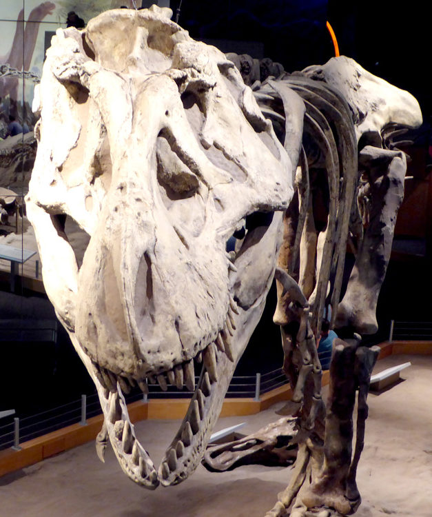 tyrannosaurus-rex-royal-tyrrell-museum-alberta