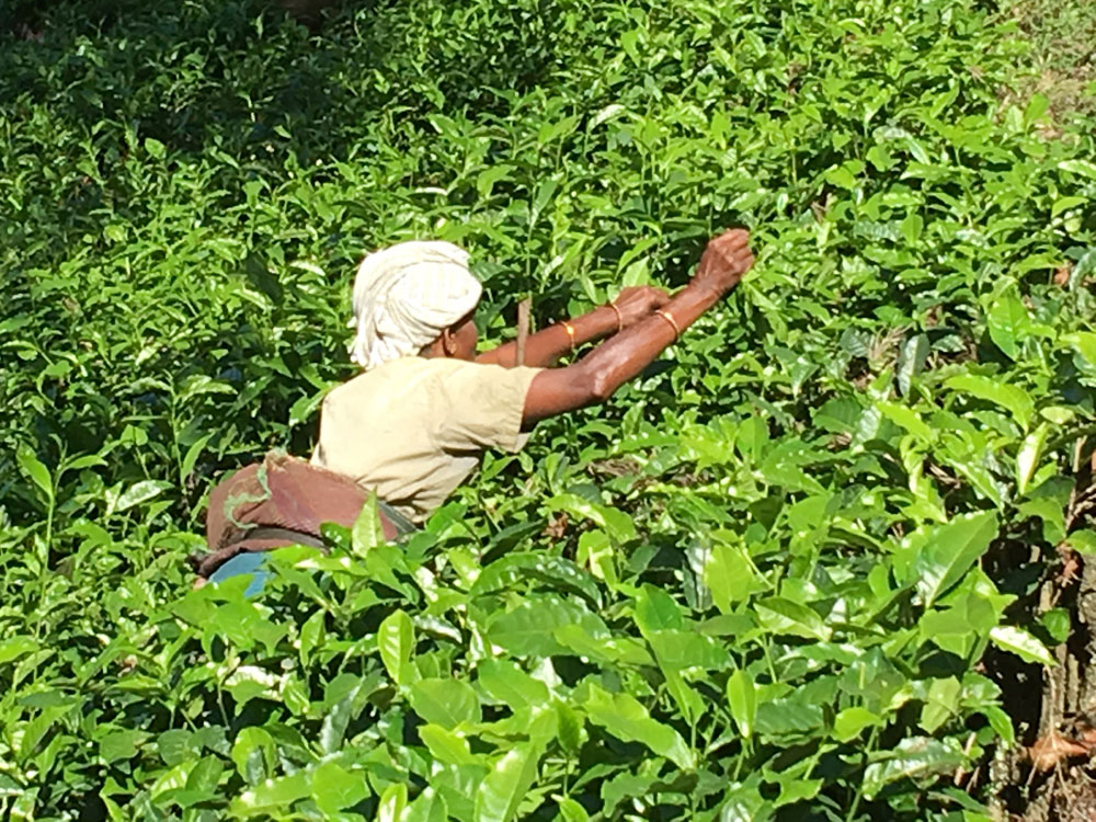 Woman in a Tea-Plantation,-Kerala India