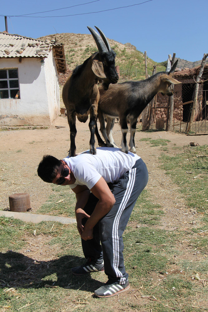 goat-massage-turkmenistan